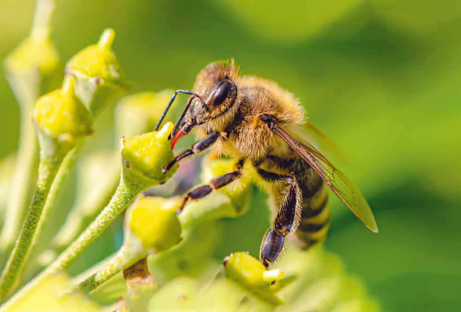 Nahaufnahme einer Biene, die Nektar aus den Knospen einer kleinen grünen Blume sammelt, mit einem unscharfen grünen Hintergrund.