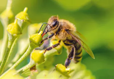 Nahaufnahme einer Biene, die Nektar aus den Knospen einer kleinen grünen Blume sammelt, mit einem unscharfen grünen Hintergrund.