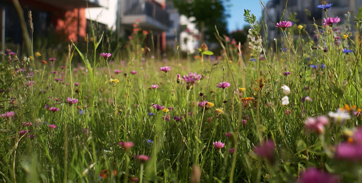 Wildblumen und hohes Gras an einem sonnigen Tag, mit Gebäuden und Bäumen im unscharfen Hintergrund.