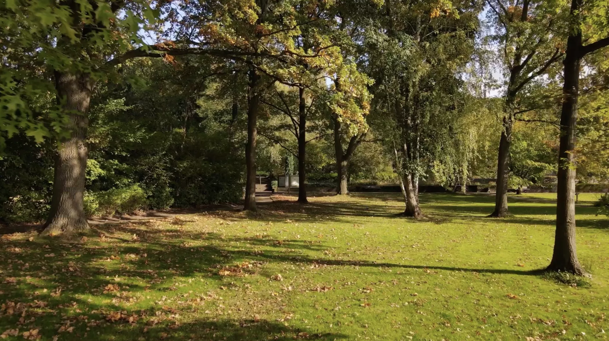 حديقة مضاءة بنور الشمس مع عشب أخضر وأوراق متساقطة متناثرة وأشجار تلقي بظلالها في يوم صافٍ.